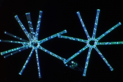 47. Okrzemki (Asterionalla formosa) / Diatoms (Asterionella formosa)