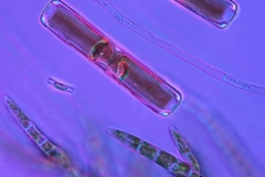 54. Okrzemki przy nitkach zielenicy (Draparnaldia sp.) / Diatoms near Draparnaldia filaments