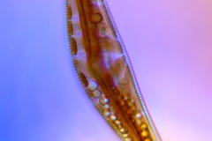 107. Okrzemka (Cymbella sp.) / Diatom (Cymbella sp.)