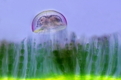 8. Ameba (Arcella) na krasnoroście / Amoeba on red algae