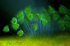 46. Kolonijne wirczyki z symbiotycznymi glonami / Colonial Vorticella with symbiotic algae