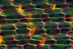 53. Rdestnica (komórki liścia) / Potamogeton (leaf cells)