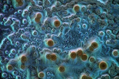 356. Sos sojowy / Soy sauce