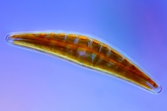 19. Okrzemka: Cymbella sp. / Diatom: Cymbella sp.