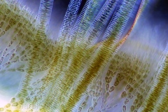 160. Okrzemki (Fragilaria sp.) i krasnorost (Batrachospermum sp.) / Diatoms (Fragilaria sp.) and red alga (Batrachospermum sp.)