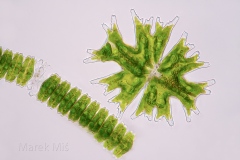161. Desmidie (Micrasterias americana i Desmidium swartzii) / Desmids (Micrasterias americana and Desmidium swartzii)