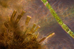 143. Okrzemki Gomphonema sp. i glon nitkowaty / Gomphonema diatoms and filamentous alga