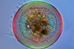 37. Ameba skorupkowa (Arcella sp.) / Testate amoeba (Arcella sp.)