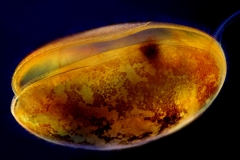 39. Małżoraczek / ostracod (seed shrimp)