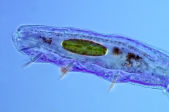 6. Skąposzczet (Chaetogaster) / Oligochaeta