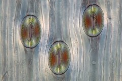 28. Cebulica (aparaty szparkowe skórki liścia) / Scilla (leaf epidermis stomata)